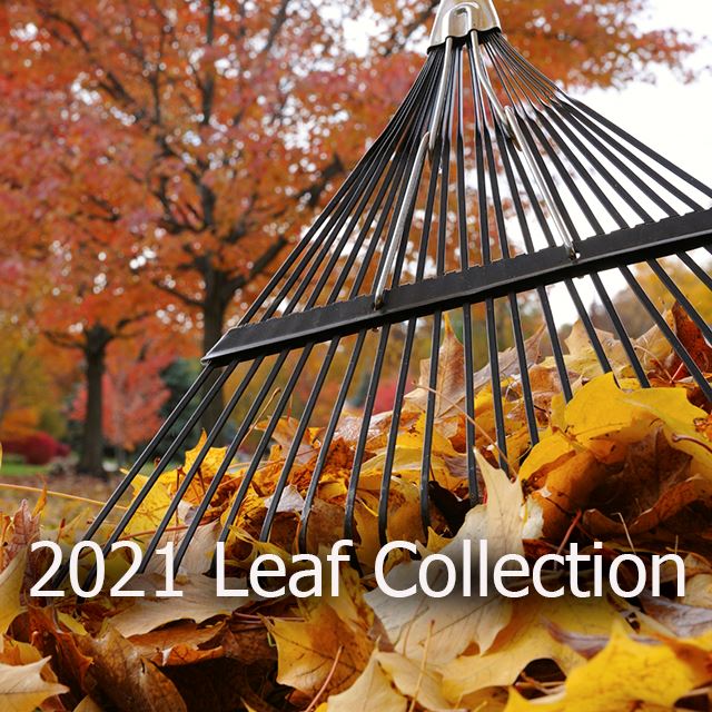 2021 Leaf Collection copy
