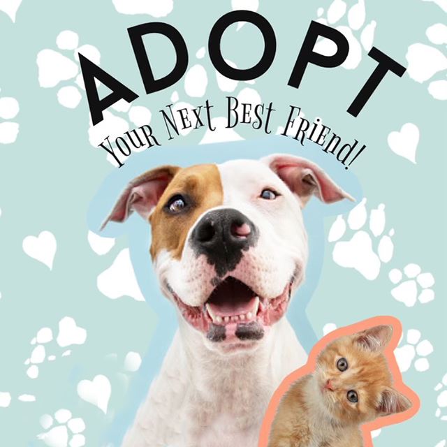 Animal Shelter Adoption 640 image0